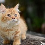 Cara Merawat Kucing Munchkin di Rumah. Wajib Diketahui oleh Pemula!