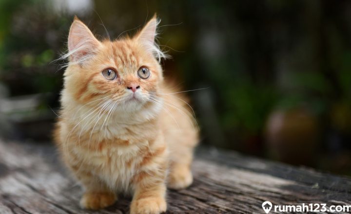 cara merawat kucing munchkin