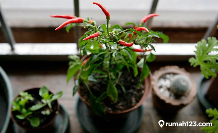 mitos menanam cabe di depan rumah