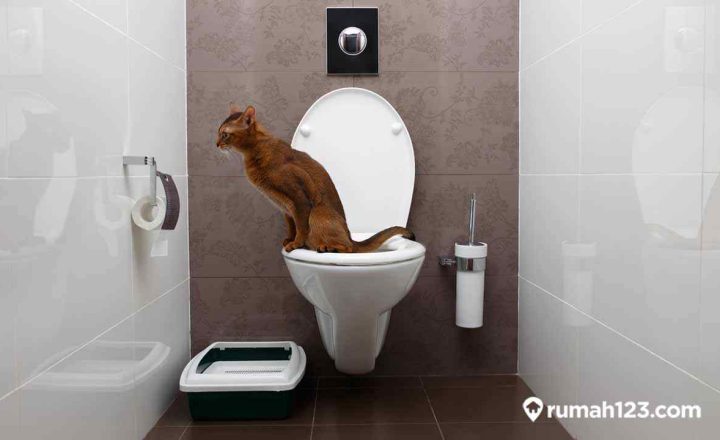 melatih kucing buang air di toilet