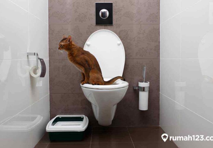 melatih kucing buang air di toilet