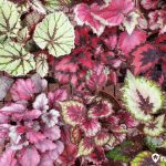 Cara Memperbanyak Bunga Begonia dengan Stek Batang, Daun, Biji, hingga Pemisahan Rumpun