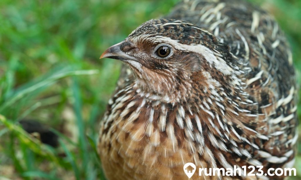 Jenis Makanan Burung Puyuh Terbaik Agar Cepat Bertelur