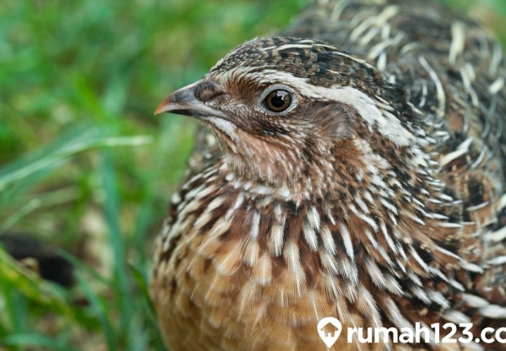 makanan burung puyuh