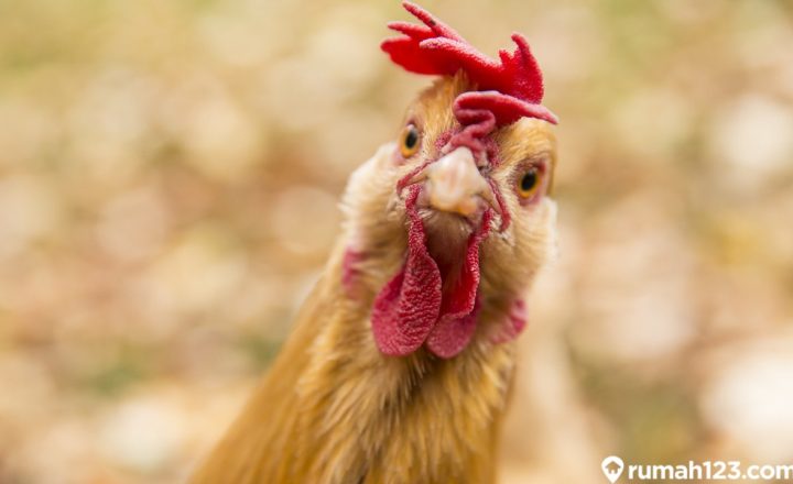 pertanda ayam masuk rumah