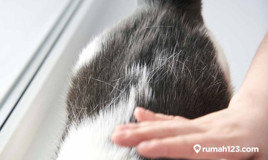 Cara Mengatasi Bulu Kucing Rontok Agar Kembali Sehat