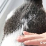 9 Cara Mengatasi Bulu Kucing Rontok agar Lebih Sehat dan Lebat. Mudah serta Bisa Dilakukan di Rumah!