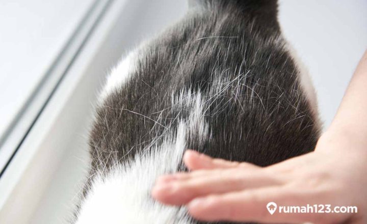 cara mengatasi bulu kucing rontok