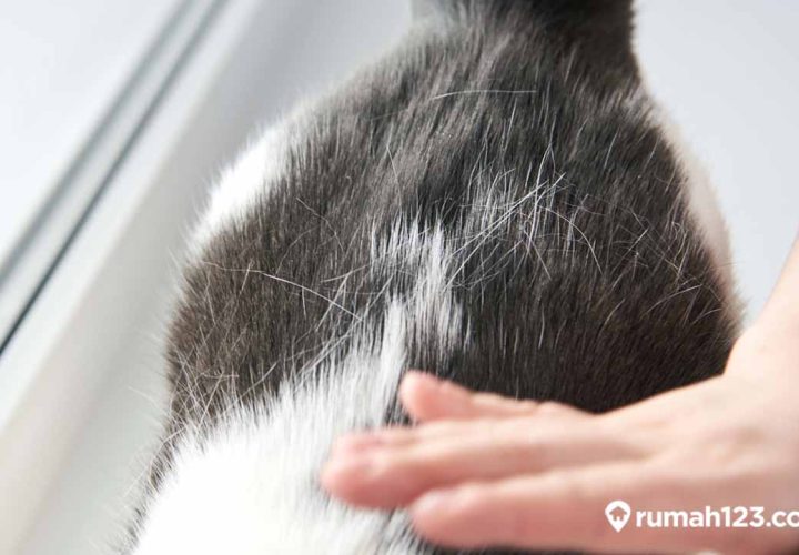 cara mengatasi bulu kucing rontok