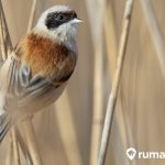 9 Cara Merawat Burung Cendet biar Gacor. Buat Suaranya Jadi Merdu!