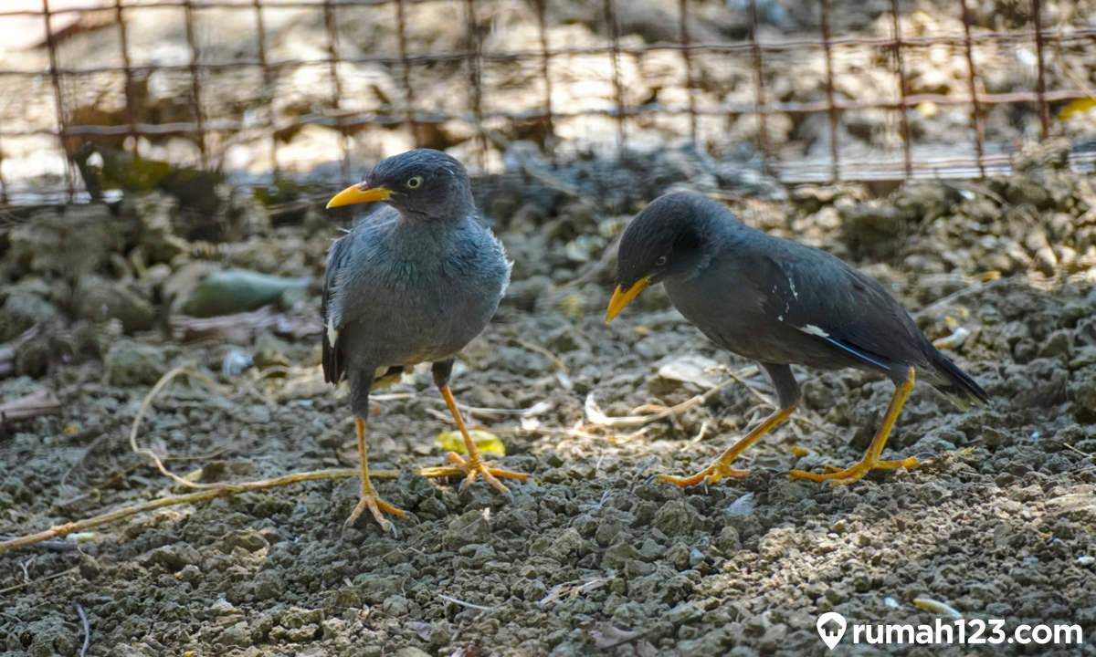 8 Perbedaan Burung Jalak Kebo Jantan dan Betina dari Ukuran Tubuh, Warna Bulu, hingga Perilakunya