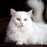 8 Cara Merawat Kucing Anggora agar Bersih dan Sehat. Pecinta Kucing Wajib Tahu!