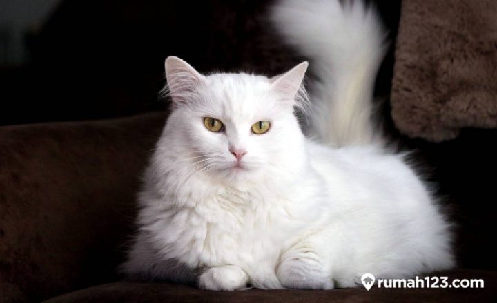 cara merawat kucing anggora