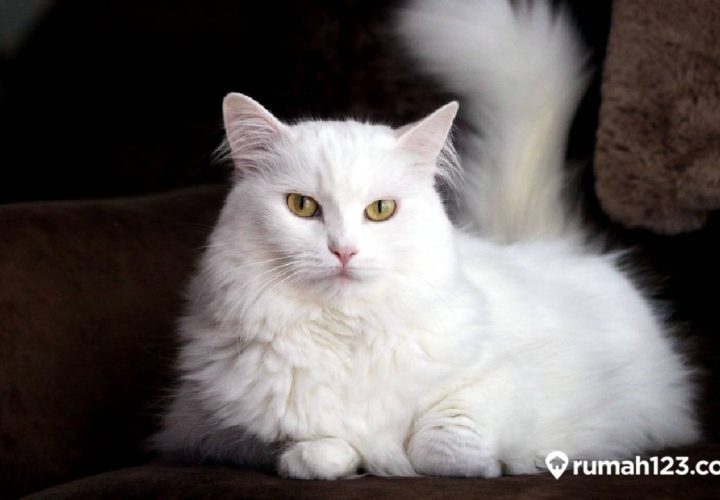 cara merawat kucing anggora