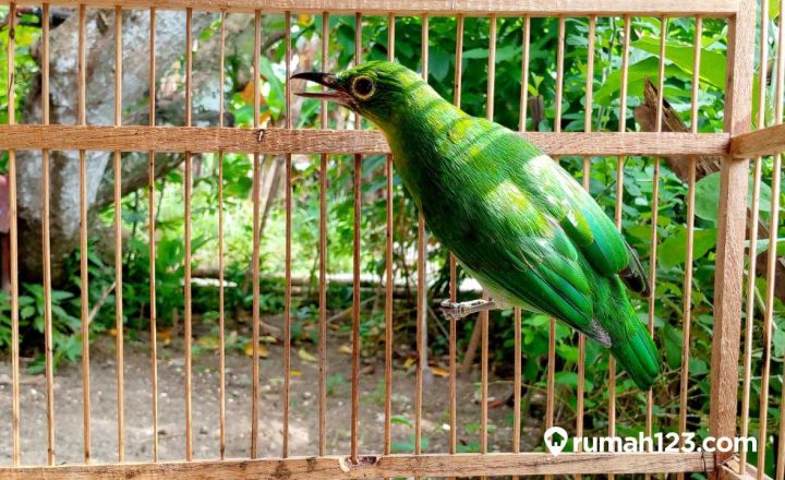 cara merawat burung cucak ijo