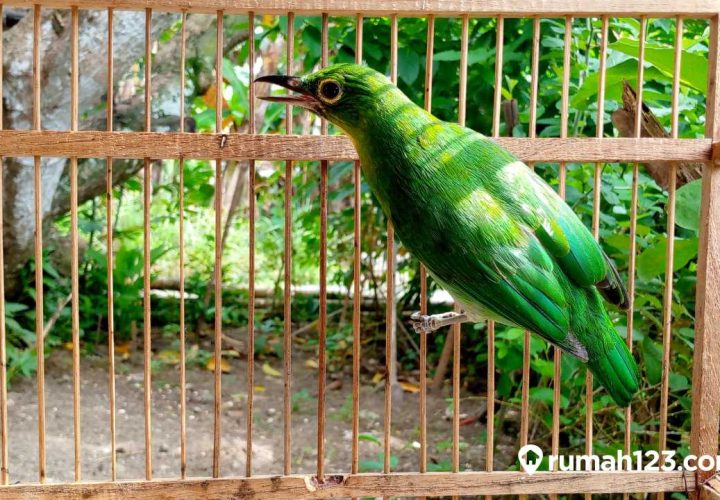 cara merawat burung cucak ijo