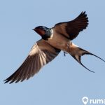 Jenis Makanan Burung Walet Sesuai Jenisnya. Lengkap dengan Cara Membuatnya!