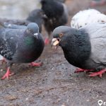 5 Makanan Burung Merpati Terbaik yang Bernutrisi. Bikin Sehat!
