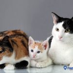 Kupas Tuntas Cara Menghitung Umur Kucing Peliharaan yang Benar. Pemilik Wajib Tahu!