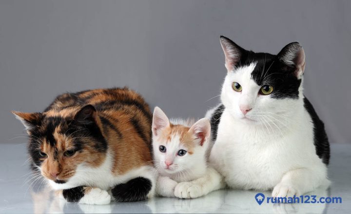 cara menghitung umur kucing