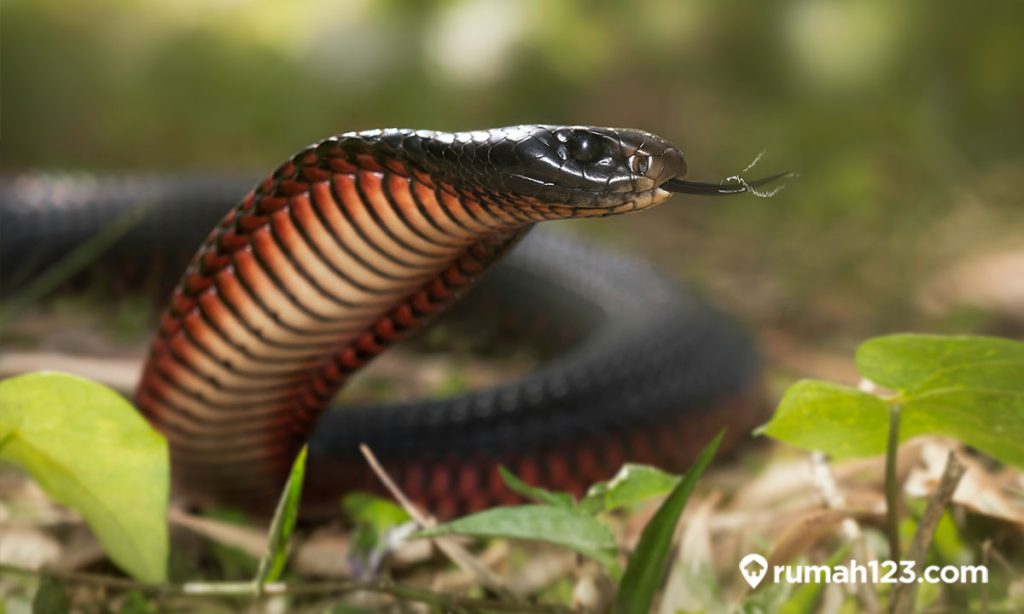 Arti Mimpi Melihat Ular Hitam: Tafsir Simbolik Psikologis