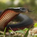 7 Arti Mimpi Melihat Ular Hitam menurut Primbon Jawa. Benarkah Pertanda Baik?