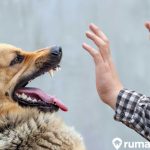 7 Arti Mimpi Digigit Anjing Berdasarkan Letaknya. Jadi Pertanda Buruk?