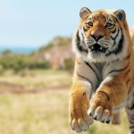 5 Arti Mimpi Dikejar Harimau, Benarkah Pertanda Buruk?