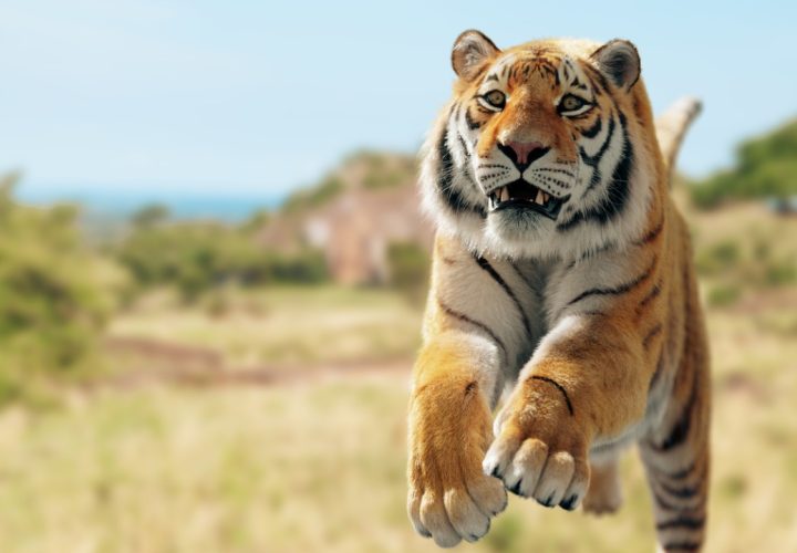 arti mimpi dikejar harimau