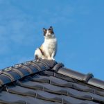 5 Cara Mencegah Kucing Naik ke Atap Rumah dengan Mudah Tanpa Menyakiti si Meong. Ampuh!