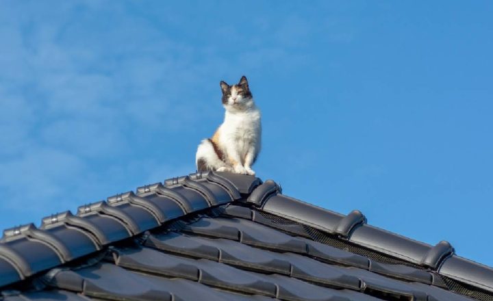 cara mencegah kucing naik ke atap