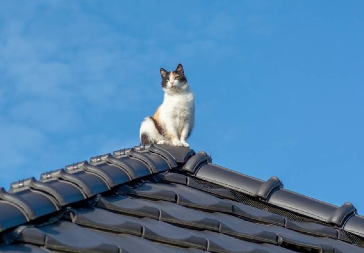 cara mencegah kucing naik ke atap