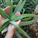 6 Cara Merawat Lidah Buaya di Rumah dengan Benar. Tak Sesulit yang Dikira!