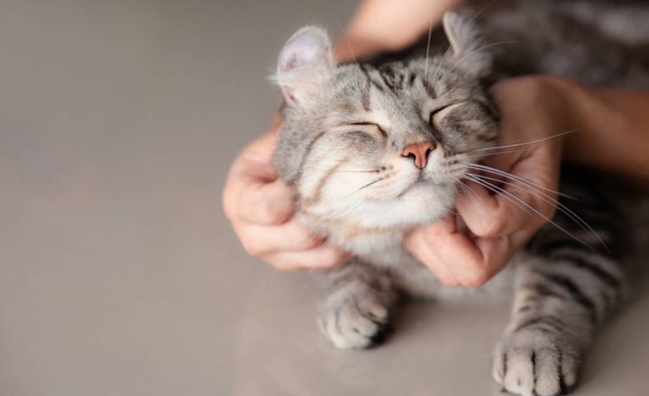 bahaya memelihara kucing dalam islam