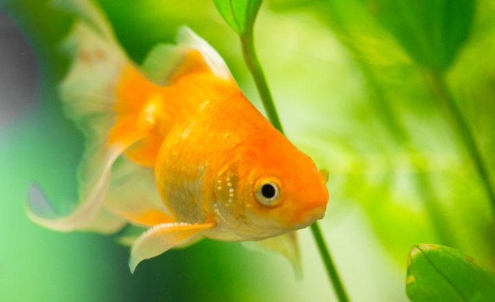 cara membedakan ikan koki jantan dan betina