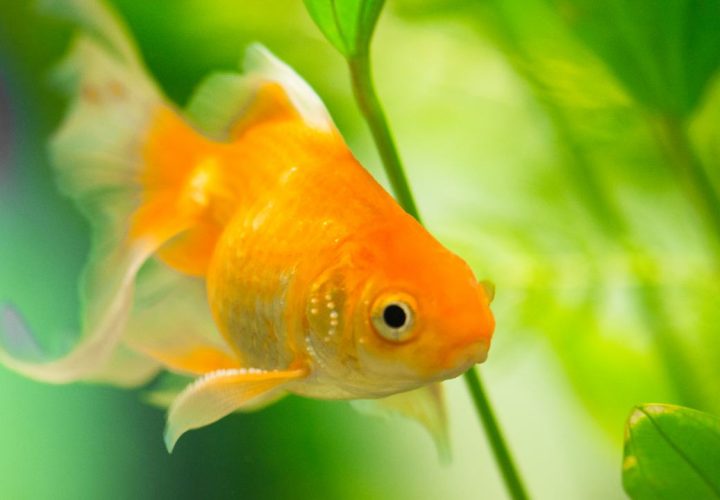 cara membedakan ikan koki jantan dan betina