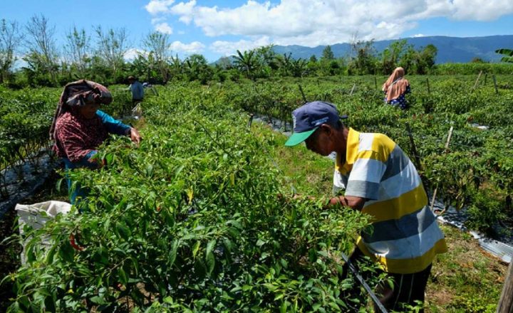 aturan jual beli tanah pertanian
