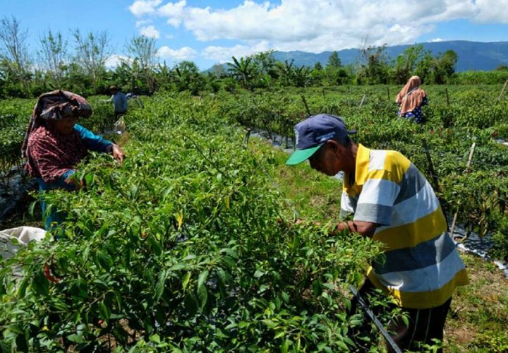 aturan jual beli tanah pertanian