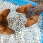 5 Rekomendasi Pasir Kucing Wangi dengan Ragam Aroma. Pilih yang Paling Cocok!
