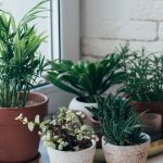 Cara Membersihkan Daun Tanaman agar Jadi Cantik dan Berkilau. Bisa Buat Rumah Tampak Menawan!