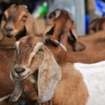 Daftar Harga Kambing Qurban Terbaru 2023 Disertai Tips Memilihnya, Jadi Referensi Terbaik!