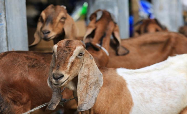 harga kambing qurban