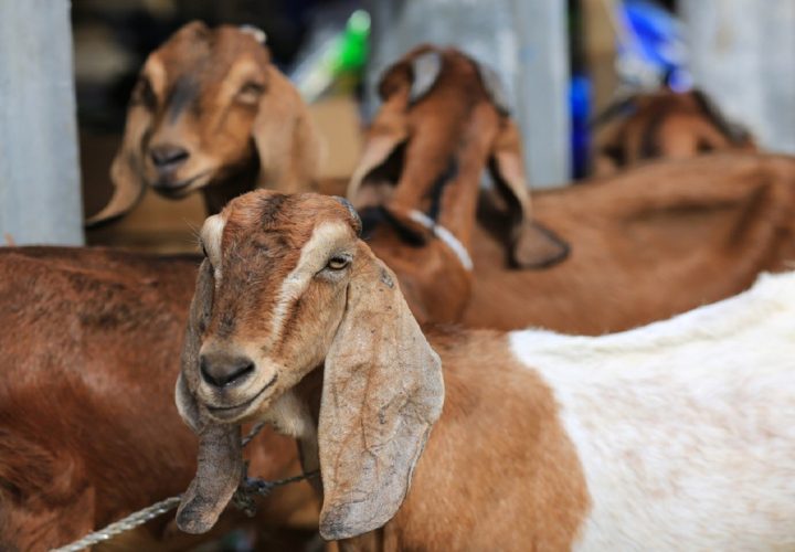 harga kambing qurban