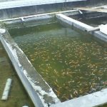 8 Cara Menghilangkan Lumut di Kolam Beton secara Mudah dan Sederhana. Kolam Jadi Bersih!