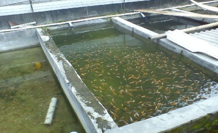cara menghilangkan lumut di kolam beton