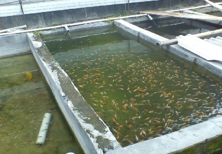 cara menghilangkan lumut di kolam beton