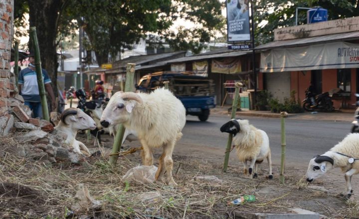 perbedaan qurban dan aqiqah