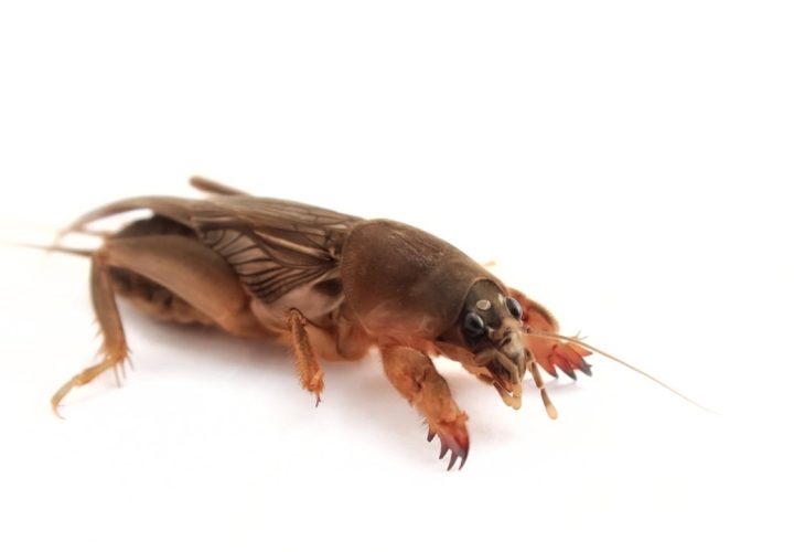 orong orong