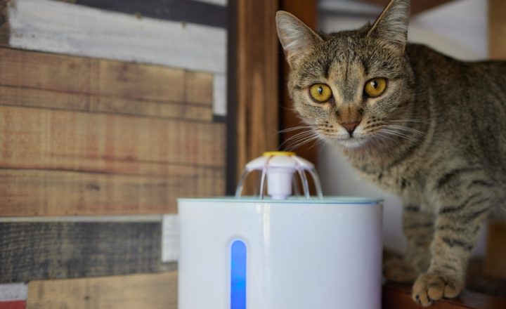 rekomendasi tempat minum kucing otomatis