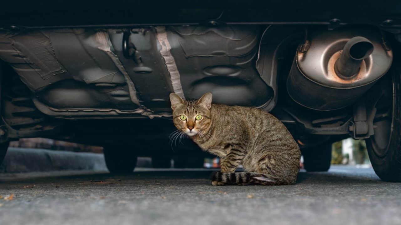 Hukum Menabrak Kucing tapi Tidak Mati Menurut Islam, Pertanda Apa?